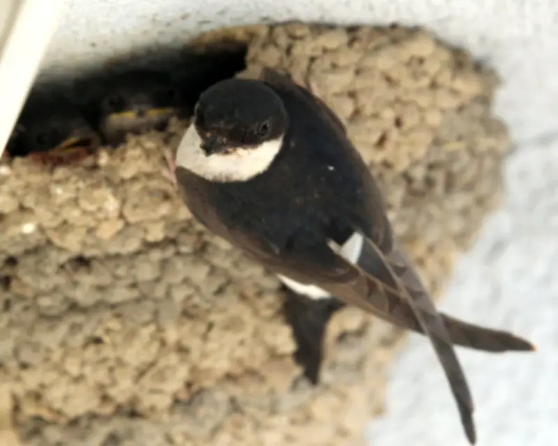 Young Country Diary: House Martins Return, Chicks Heard from Bedroom