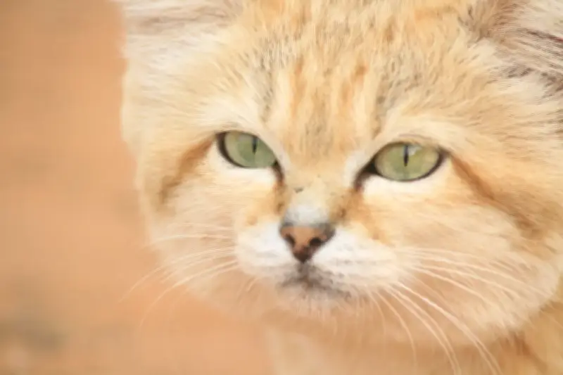 YouTube Video Proves Existence of Rare Sand Cat in Libya