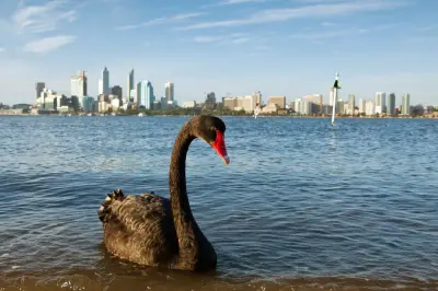 150+ Australian bird species at very high risk from H5N1 bird flu