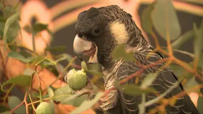AI Recognition Tech to Save Endangered Carnaby's Black Cockatoos