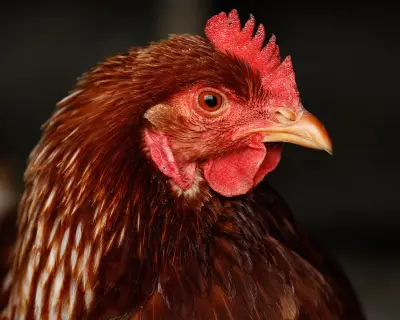 Bird flu in Australia: Can humans get H5N1? Symptoms and safety of chicken and eggs