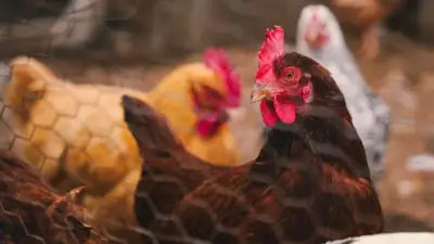 Bird Flu in Australia: Low Human Risk Despite First H5N1 Detection