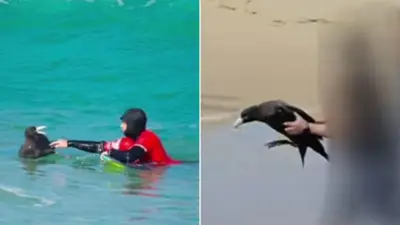 Bodyboarder narrowly avoids bird flu-infected seabird bite at SA beach