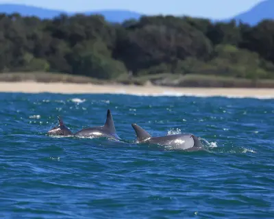 Citizen Scientists Join First Statewide Dolphin Census in NSW