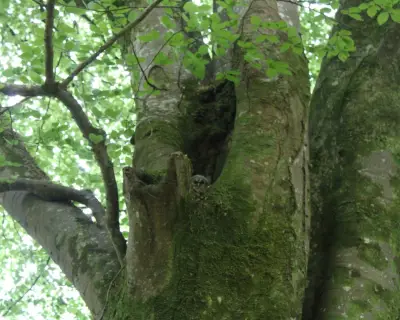 Country Diary: Beech Tree Hides Tawny Owlet in Devon Forest