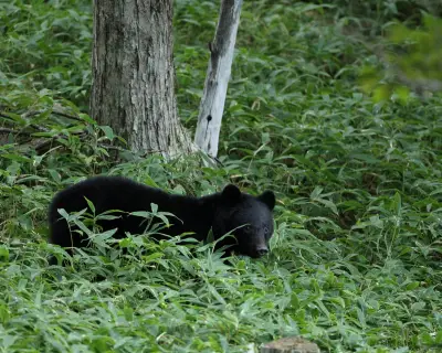 Japanese City Closes All Schools After Rare Bear Sighting Near Tokyo