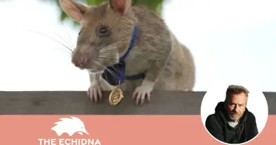 Magawa the Hero Rat: How He Cleared 22 Hectares of Landmines