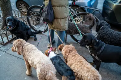 New York City Cracks Down on Growing Dog Waste Problem