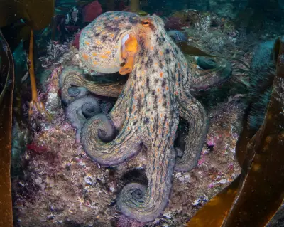 Octopus Surge Spreads from UK South Coast to Scotland, Study Finds