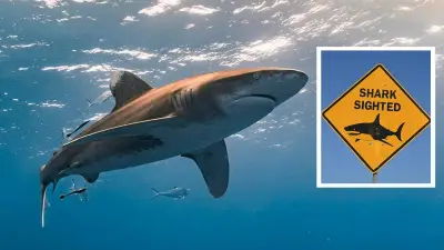 Perth Shark Alert System Fails Amid String of Fatal Attacks