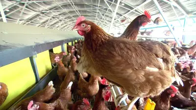 PNG Bans Australian Chicken Imports After H5N1 Bird Flu Cases