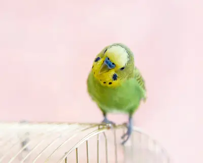 Readers Share Tales of Their Self-Pleasuring Pets After Bird Article