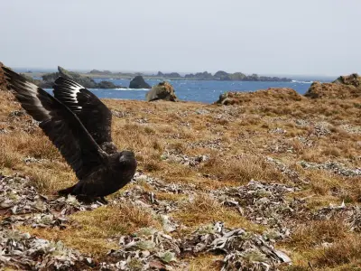 Second Bird on WA Coast Tests Positive for H5N1 Bird Flu