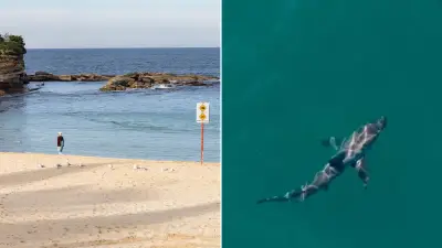Shark attack debate: 100 years on, why Australia still can't agree on culls