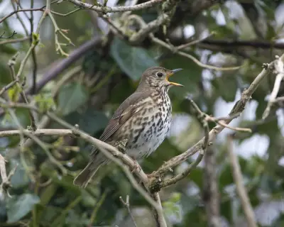 Tell Us: How Are UK Native Wild Birds Faring in Your Area?