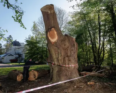 Toby Carvery settles legal dispute over felling of 500-year-old oak tree