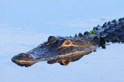 Tourist killed in crocodile attack at Mexico beach resort