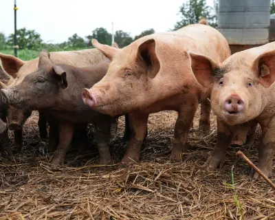 UN warns antibiotic use in livestock could rise 30% by 2040 without action