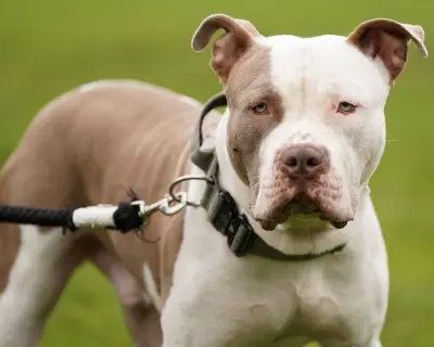XL Bully Owners Face New Ban on Leaving Kids Under 12 Alone with Dogs
