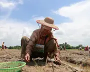 10 ways a super El Niño could worsen global inequality and hunger
