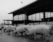 1951 Diary: Animals Left to Wither Outside Inadequate Slaughterhouses