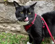 6 Expert Tips to Improve Your Cat's Health and Happiness