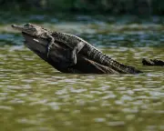 Alligator attacks fleeing suspect in Louisiana swamp, aiding police capture