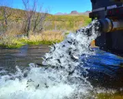 Arizona Lake Closes After Entire Fish Population Dies Due to Drought