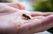 Australia’s $100M Varroa Mite Battle: What’s Next After Treatment Failures?