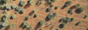 Australia's Carbon Farming: Forests Regrowing on 94% of Eligible Land