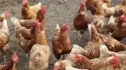 Australia's Poultry Industry on High Alert as H5N1 Bird Flu Spreads to Second State