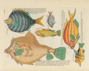 Biodiversity Heritage Library: A Digital Treasure Trove Faces an Uncertain Future