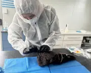 Bird Flu Confirmed in Second Australian State as Cases Rise to Three