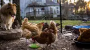 Bird Flu H5N1 Threatens Backyard Chickens and Cats: Vet Expert Warns