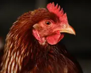 Bird flu in Australia: Can humans get H5N1? Symptoms and safety of chicken and eggs