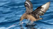 Bird Flu Reaches Australia: First H5N1 Cases Confirmed in WA Seabirds
