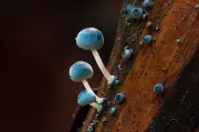 Blue mushrooms, glowing seas: Beaker Street Science Photography finalists revealed