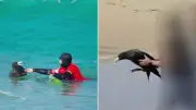 Bodyboarder narrowly avoids bird flu-infected seabird bite at SA beach