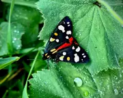 Bright and Bohemian Moth Could Be a David Hockney Painting