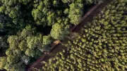 Burning Forest Waste for Cement Harms Climate, Experts Warn