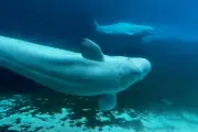 Canada approves relocation of 30 beluga whales from Marineland to sanctuaries