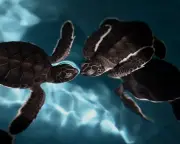 China Claims 'Spy Turtles' and 'Spy Fish' Used by Foreign Agencies to Monitor Waters