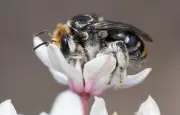 Climate change risks starving most bees by altering flower nutrition