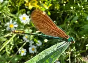 Country Diary: A Close-Up View of a Shimmering Demoiselle Damselfly