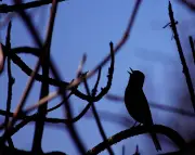 Country Diary: A Late-Night Nightingale Serenade in Bedfordshire