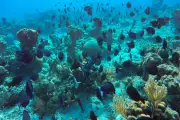 Cuba's Inventive Reef Rescue Amid US Blockade: Freedivers, Cables, Clay