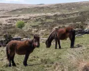 Dartmoor Pony Cull Threat Sparks Calls for Rule Change
