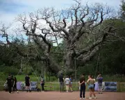 Death of Major Oak Spurs Tree Protection Calls in Sherwood Forest