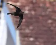 Demolition of Swift Nesting Site Highlights Weak Wildlife Protections