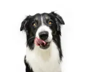 Dogs Eating Strange Objects: Nipple Cream, Marbles, and More